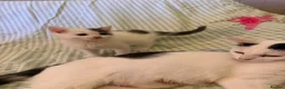 Mixed Breed cats for sale: Beautiful cross fluffy kittens  - Advert 1