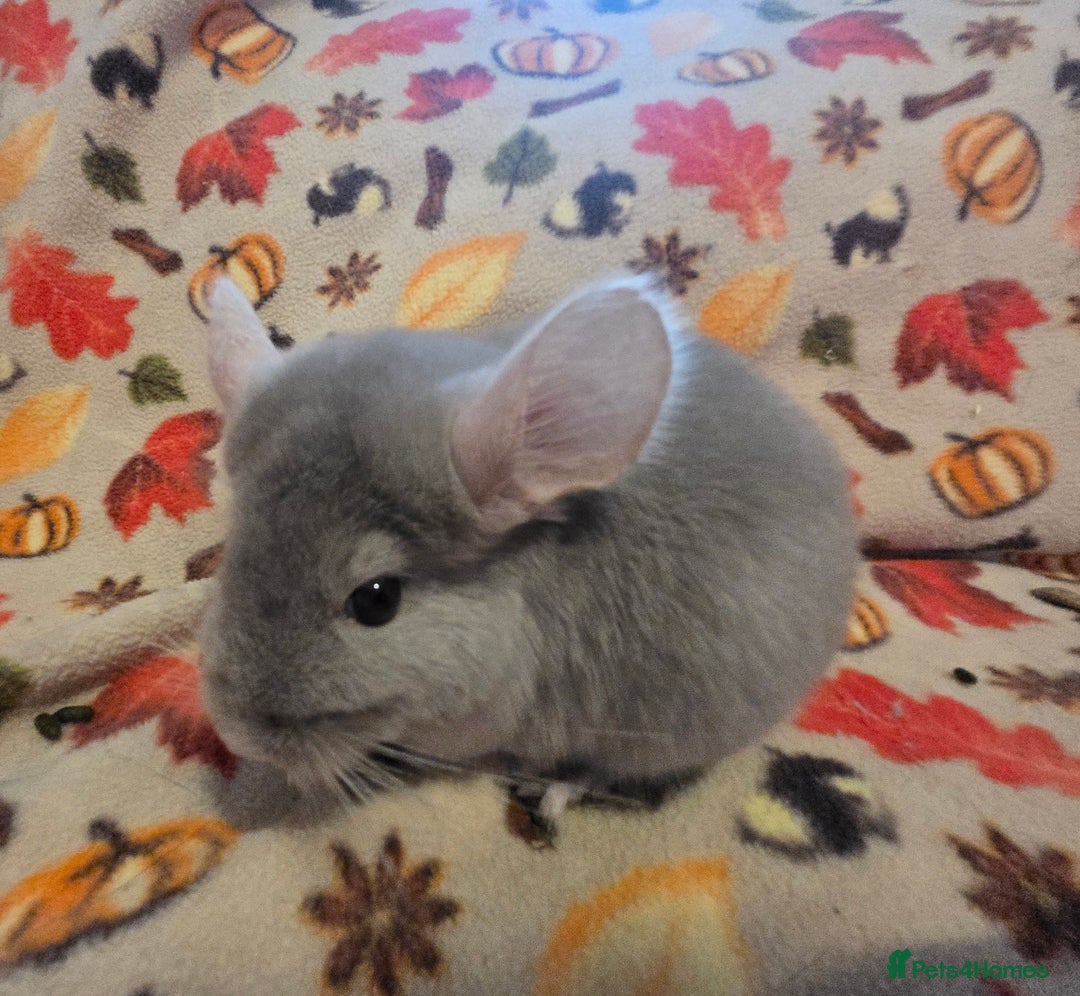Chinchilla rodents for sale: Gorgeous Female Chinchilla  - Image 8