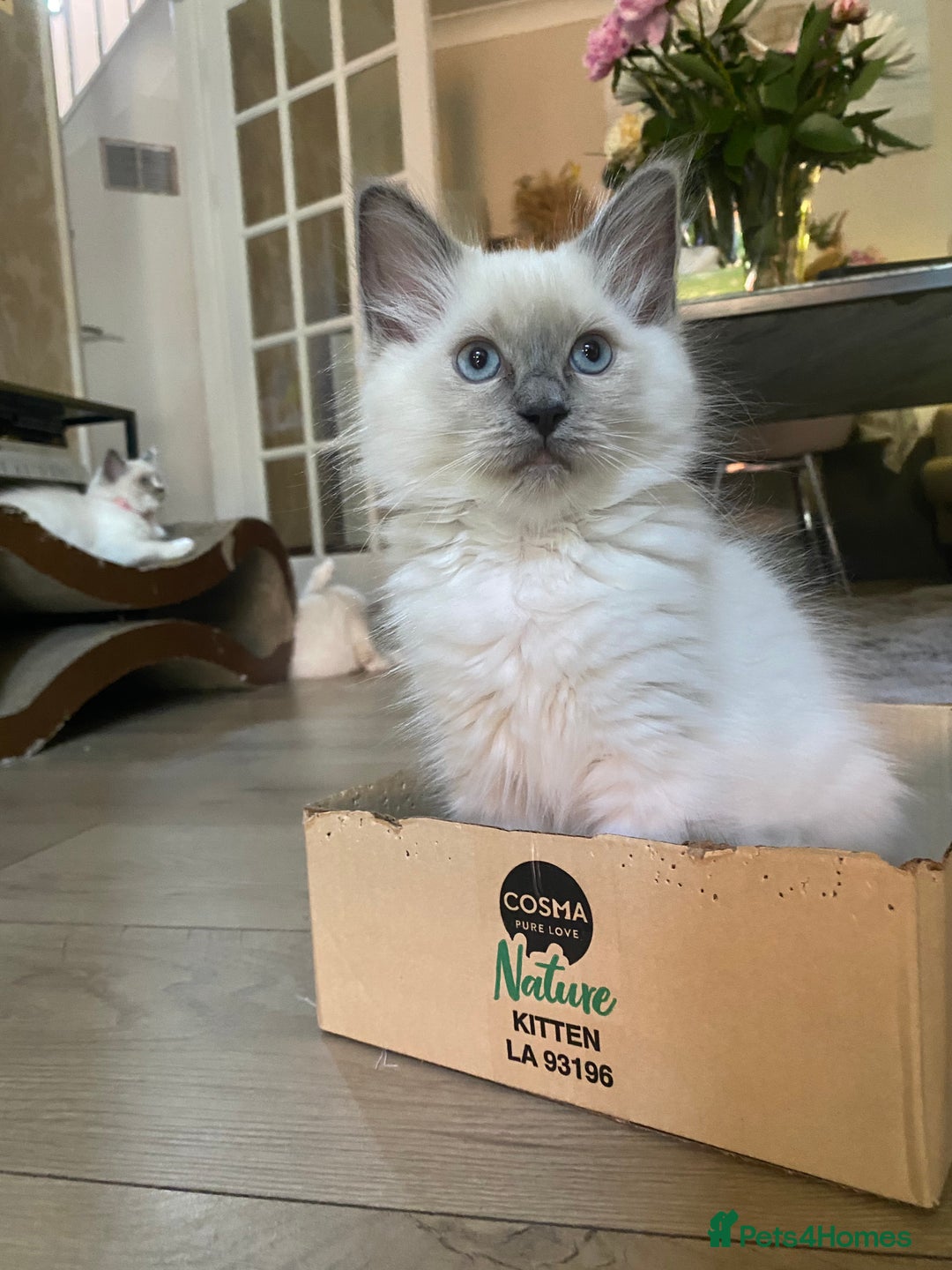 Ragdoll cats for sale: Ragdoll kittens one girl available  - Image 18