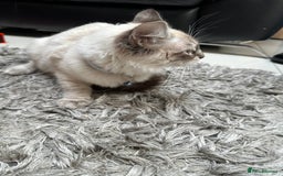 Ragdoll cats for sale: Ragdoll Lynx Blue point male - Image 14
