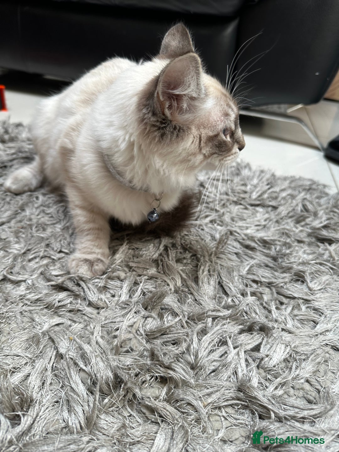Ragdoll cats for sale: Ragdoll Lynx Blue point male - Image 14