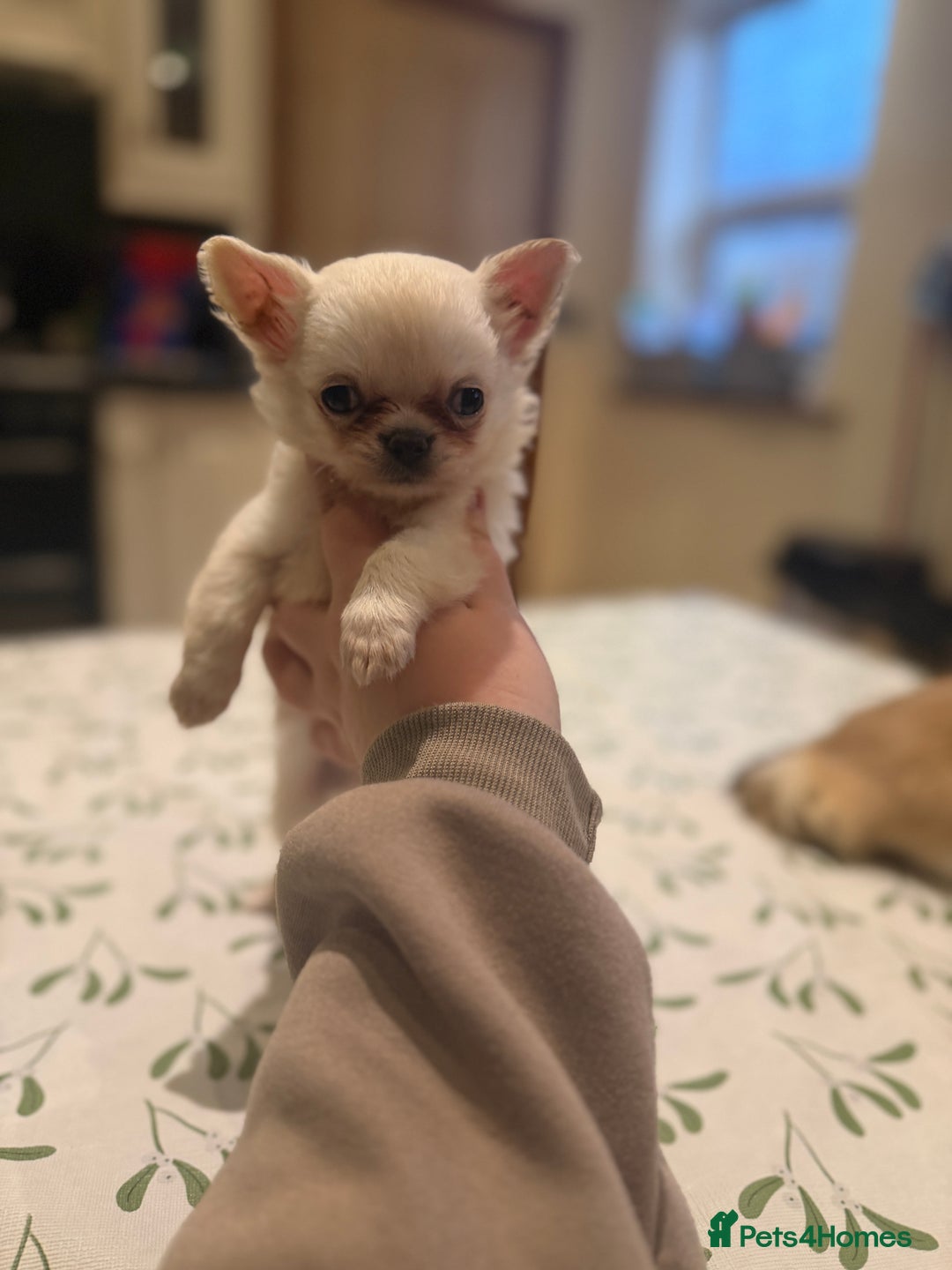 Chihuahua dogs for sale: 💙Beautiful long coat boy 💙  - Advert 1