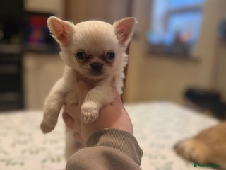 Chihuahua dogs 💙Beautiful long coat boy 💙 - Advert 4