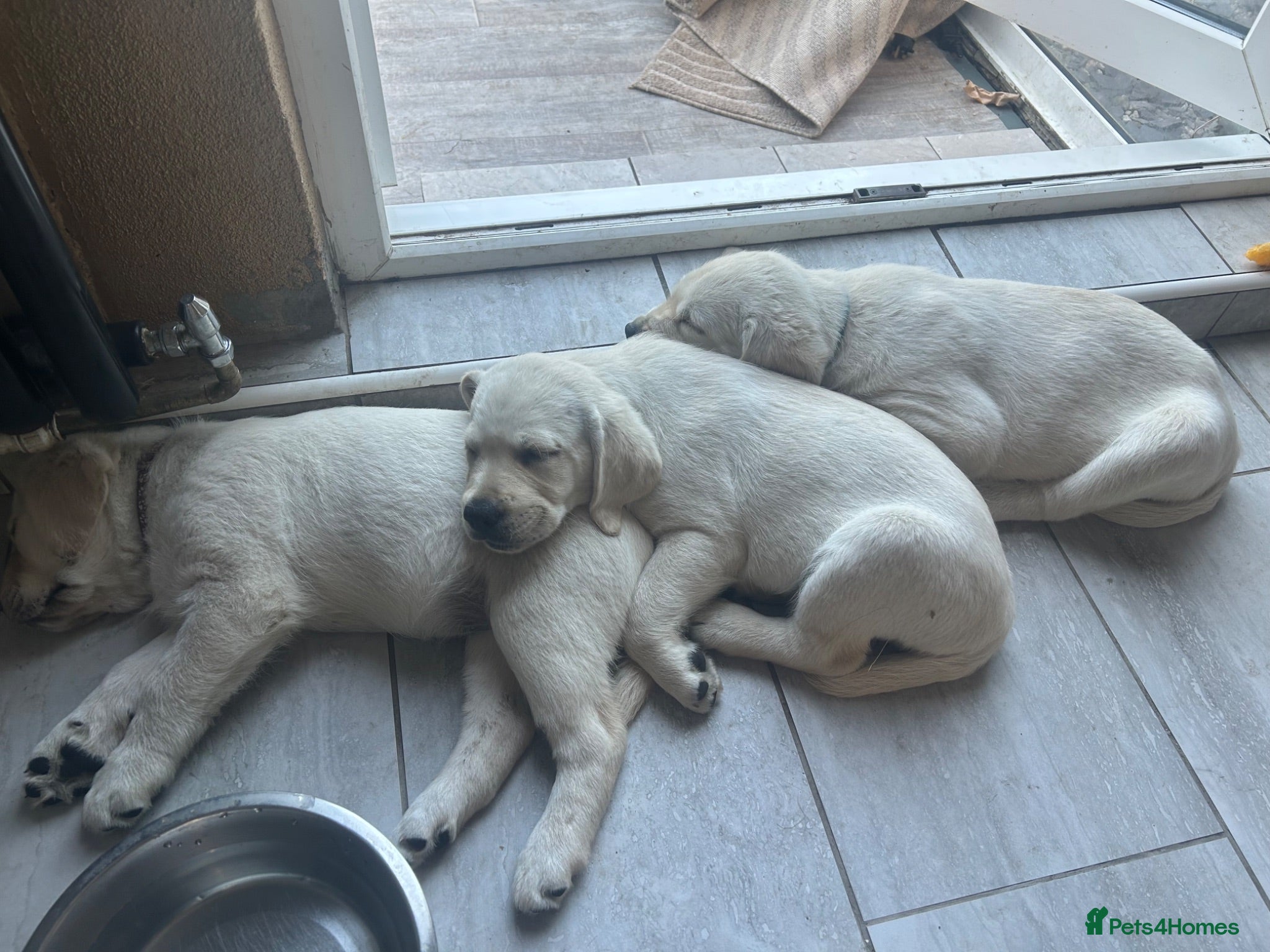 Golden Retriever dogs Golden retriver x lablador show ln - Advert 10