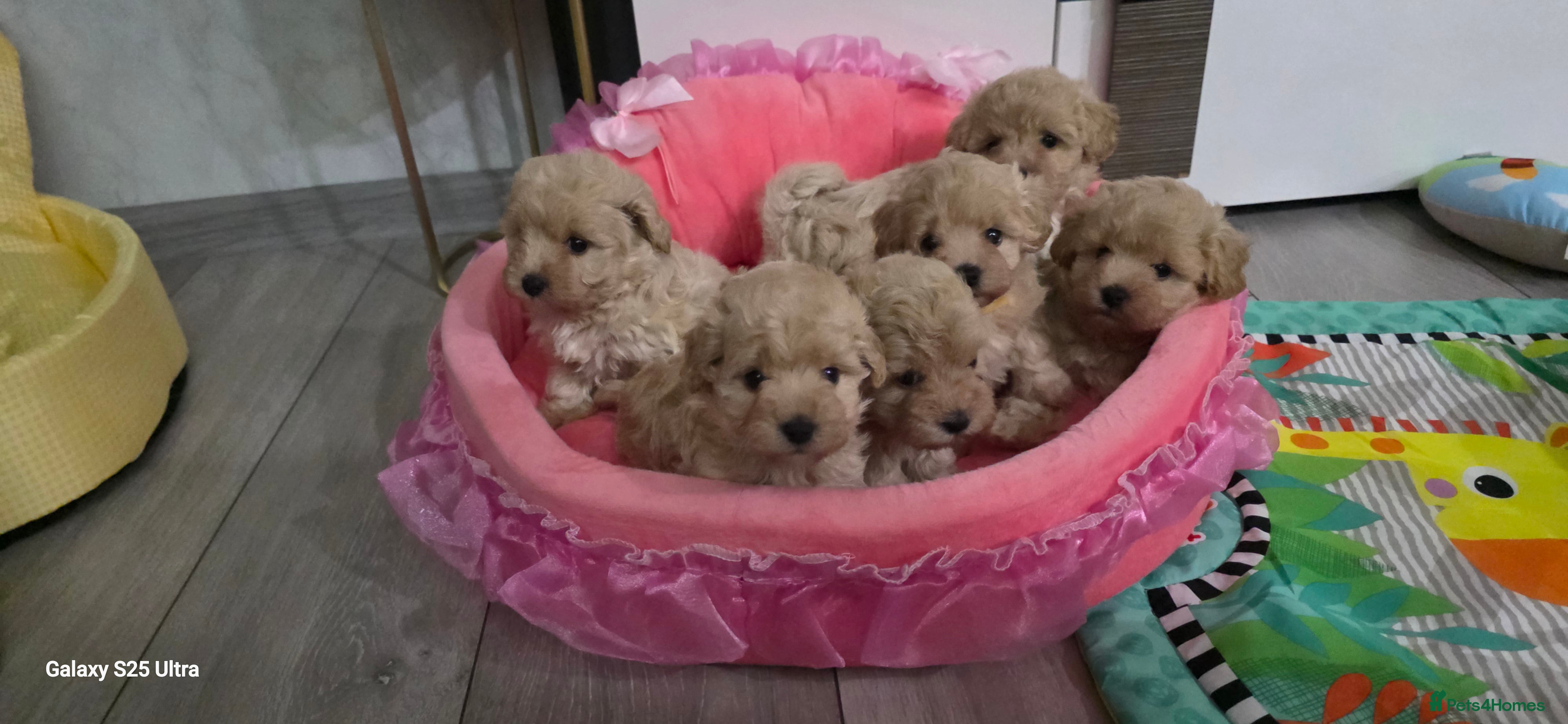 Maltipoo dogs Maltipoo F1 Toy - Advert 6