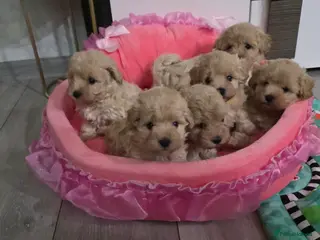 Maltipoo dogs Maltipoo F1 Toy - Advert 6