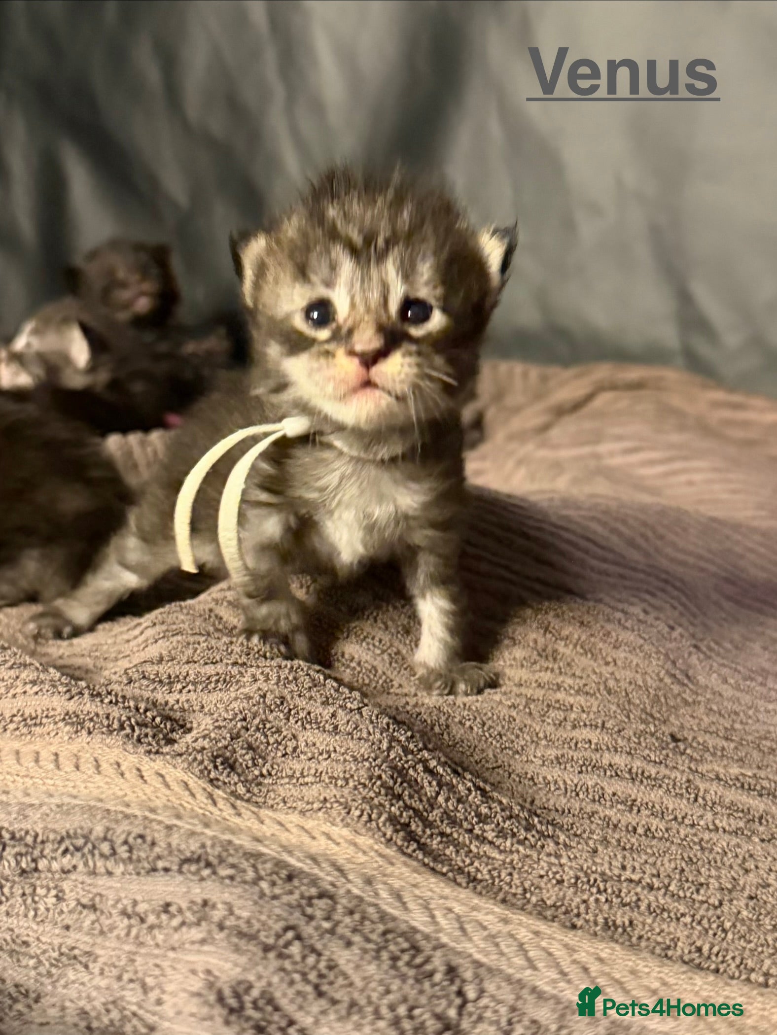 Maine Coon cats TICA Registered Maine Coon Kittens  - Advert 18