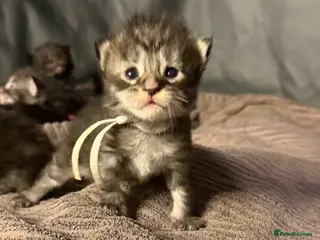 Maine Coon cats TICA Registered Maine Coon Kittens - Advert 18