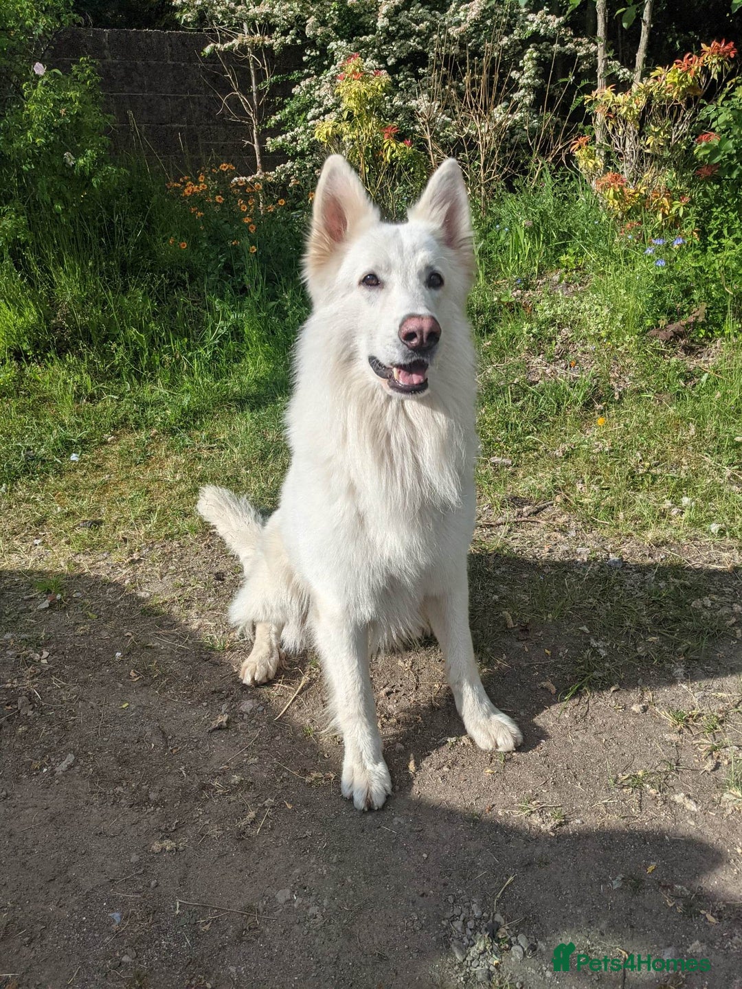 White Swiss Shepherd dogs for stud: Health Tested White Swiss Shepherd Stud in Pontypool - Image 6