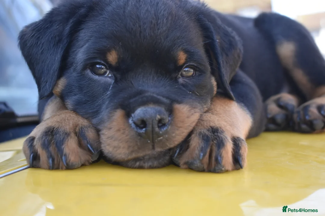 Rottweiler dogs for sale: Champion Line Rottweiler Pups for loving homes - Advert 5