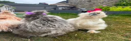 Chickens poultry for sale: 3 beautiful female silkies  - Advert 26