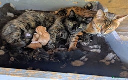 Domestic Shorthair cats for sale: Gorgeous 1/2 Bengals kittens - Image 2