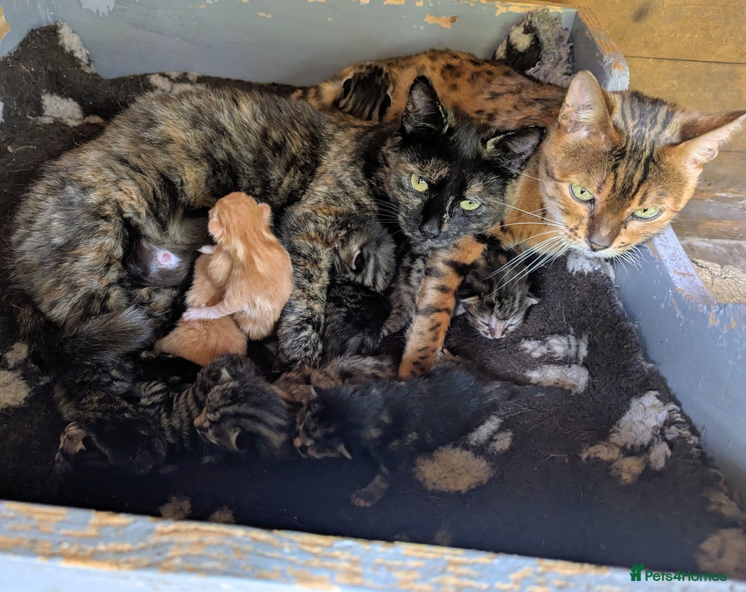 Domestic Shorthair cats for sale: Gorgeous 1/2 Bengals kittens - Image 2