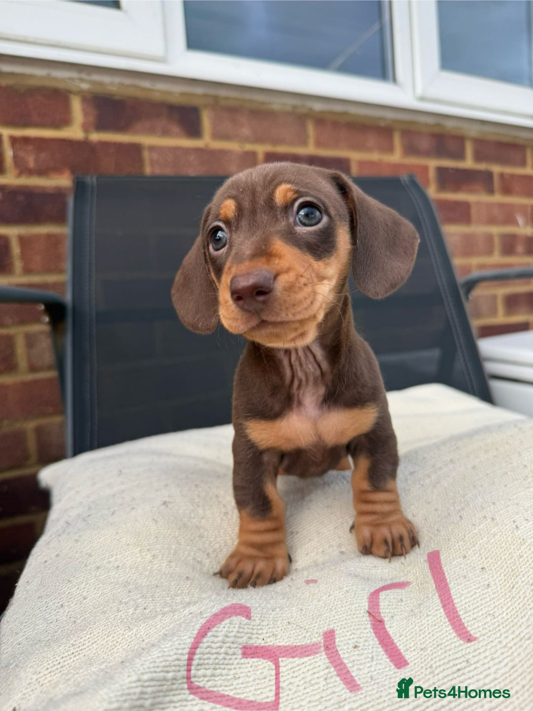 Miniature Dachshund dogs for sale: Miniature Dachshund - Image 8