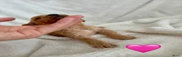 Cockapoo dogs for sale: F2B Parti/apricot miniature cockapoo puppies  in Swansea - Advert 14