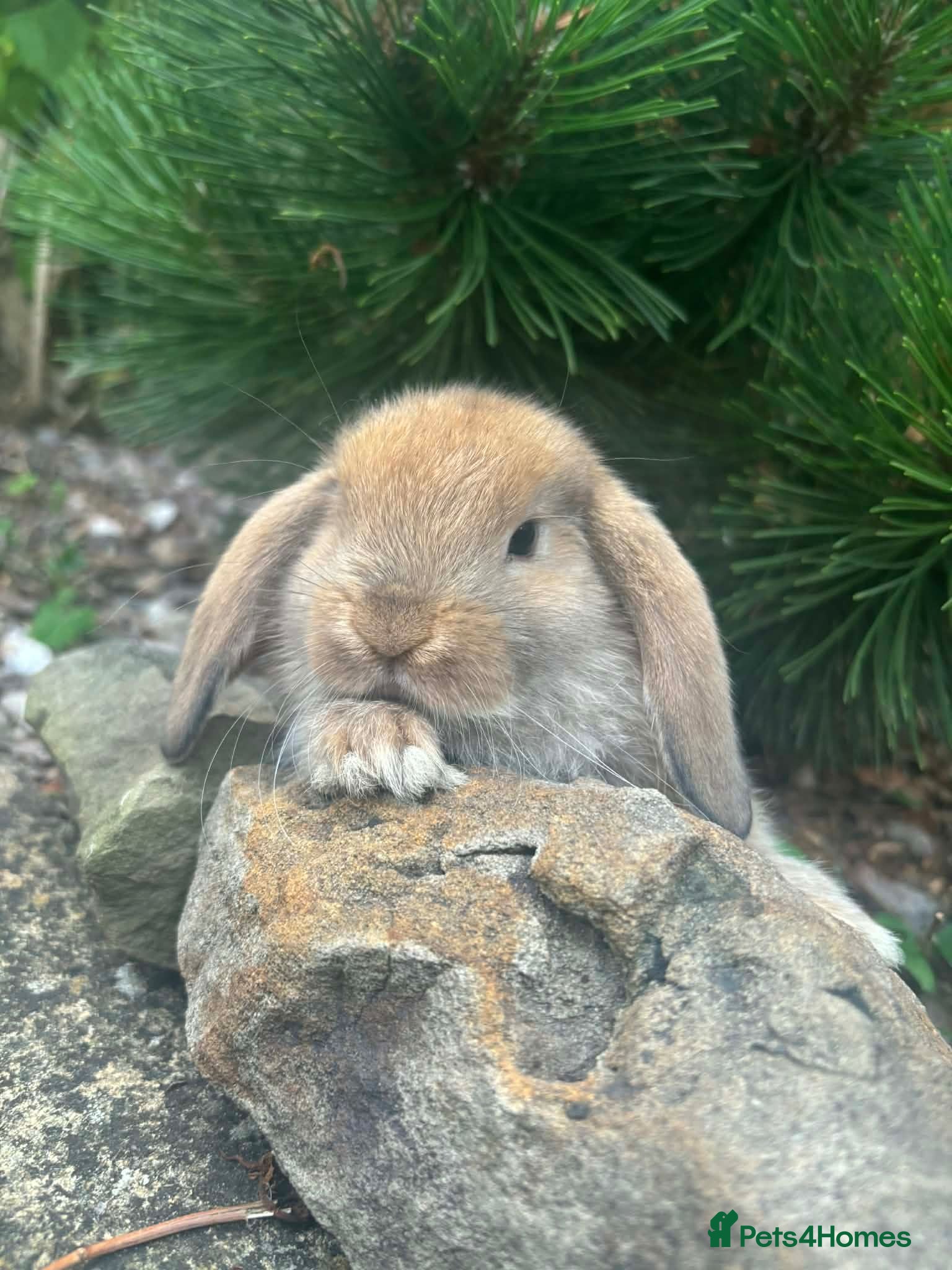 Mixed Breed rabbits Only 2 mini lops left 1 boy and 1 girl - Advert 2