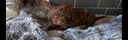 Labradoodle dogs for sale: 🐾Quality F1BB Mini Labradoodle Pups🐾  - Advert 27
