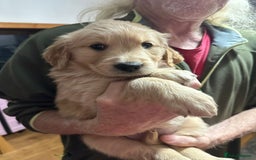 Golden Retriever dogs for sale: Three beautiful retriever puppies  - Image 3