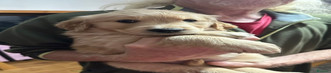 Golden Retriever Puppy 3