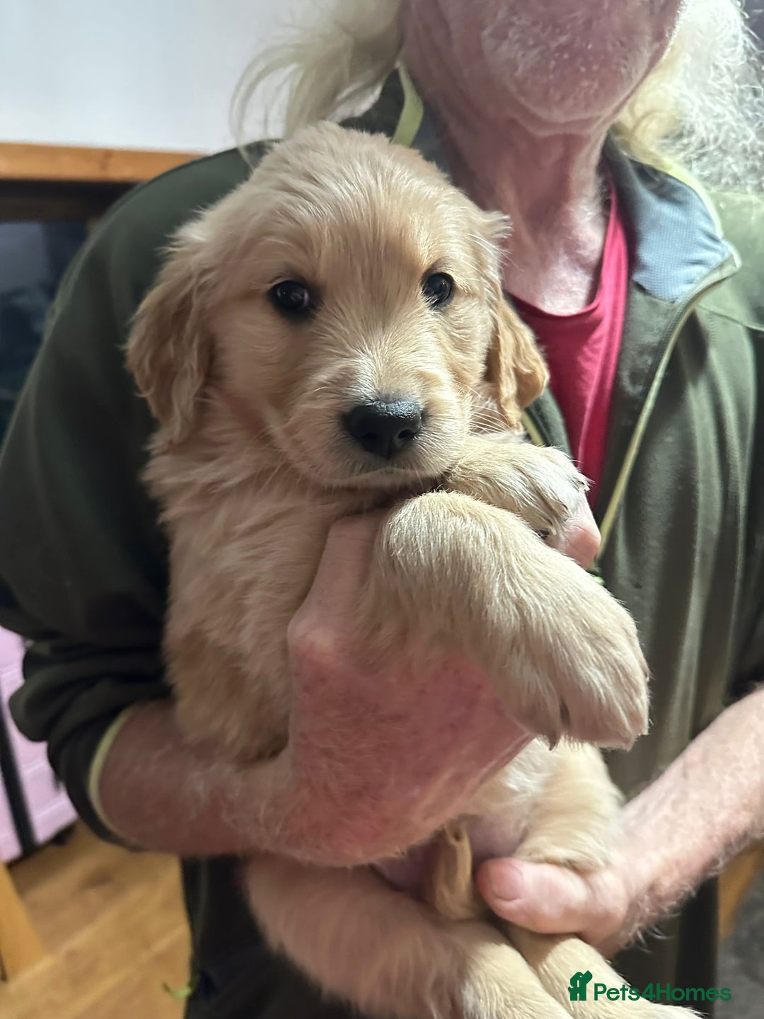 Golden Retriever dogs for sale: Three beautiful retriever puppies  - Image 3
