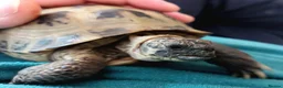 Tortoise reptiles for sale: Sheldon – Russian/Horsfield's Tortoise - Advert 5