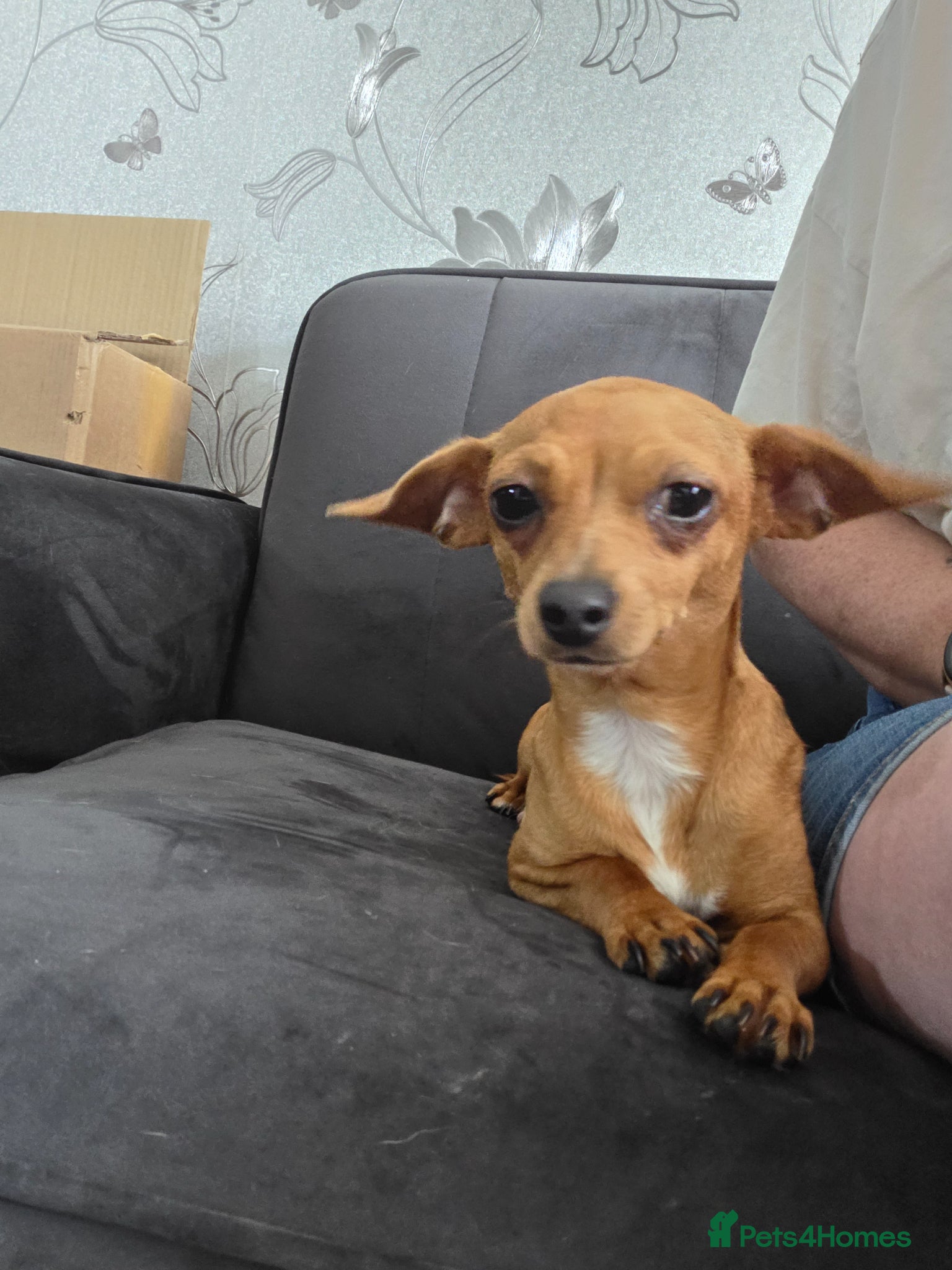 Mixed Breed dogs for sale: Chiweenie puds due 12th Aug in Margate - Advert 3