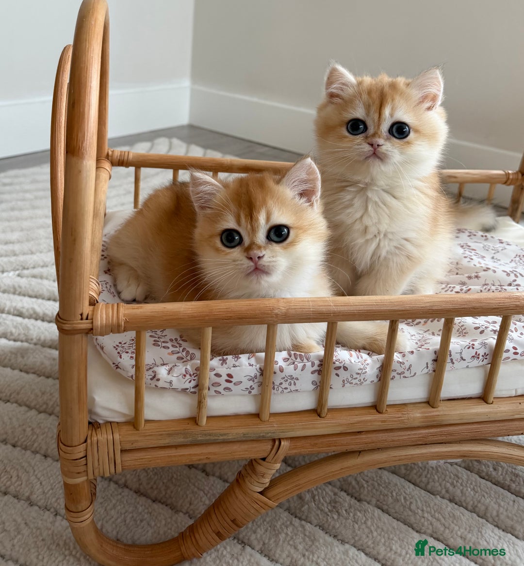 British Shorthair cats for sale: Golden British shorthair kittens - Advert 19