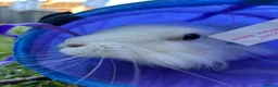 Lionhead rabbits for sale: Lionhead female in Newcastle upon Tyne - Advert 7