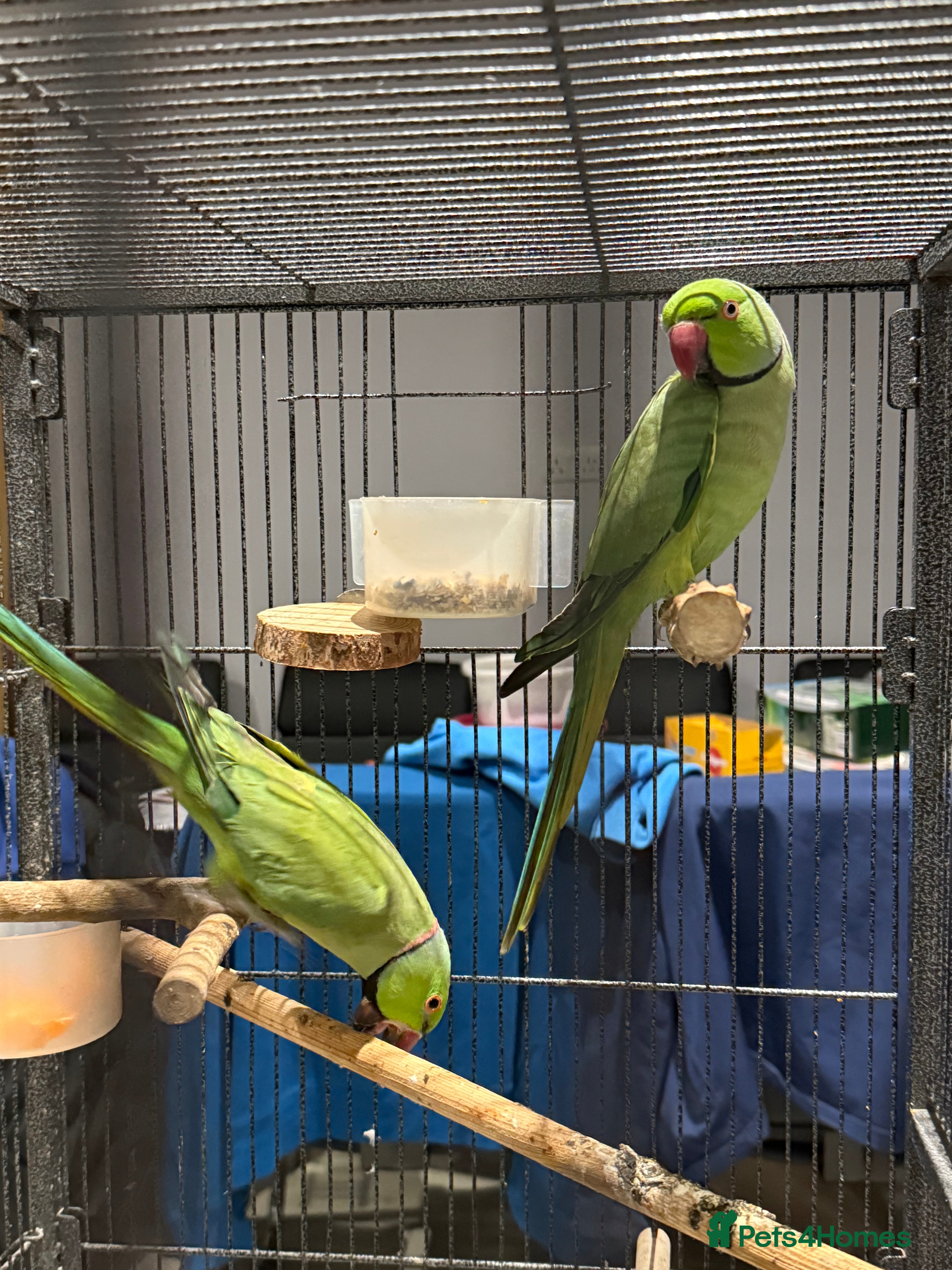 Ringnecks birds Lovely Ringneck Parrots with Cage  - Advert 11