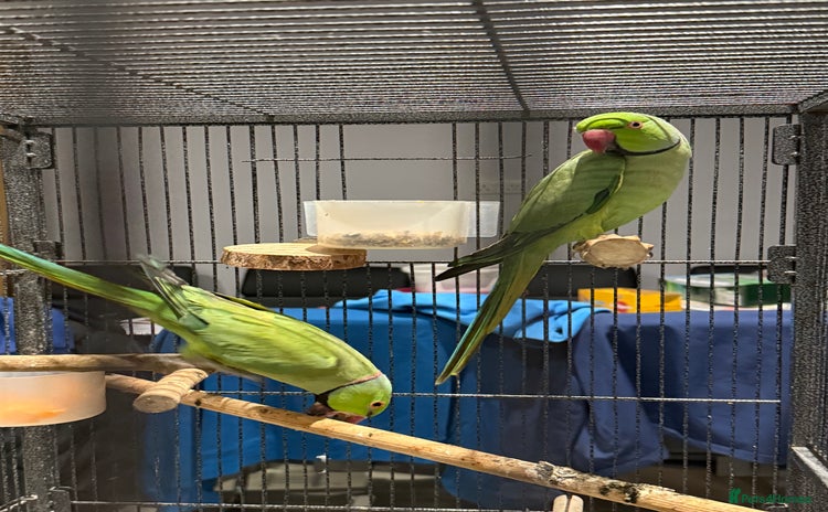 Ringnecks birds - Advert 1