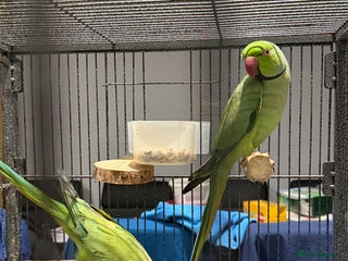 Ringnecks birds - Advert 1