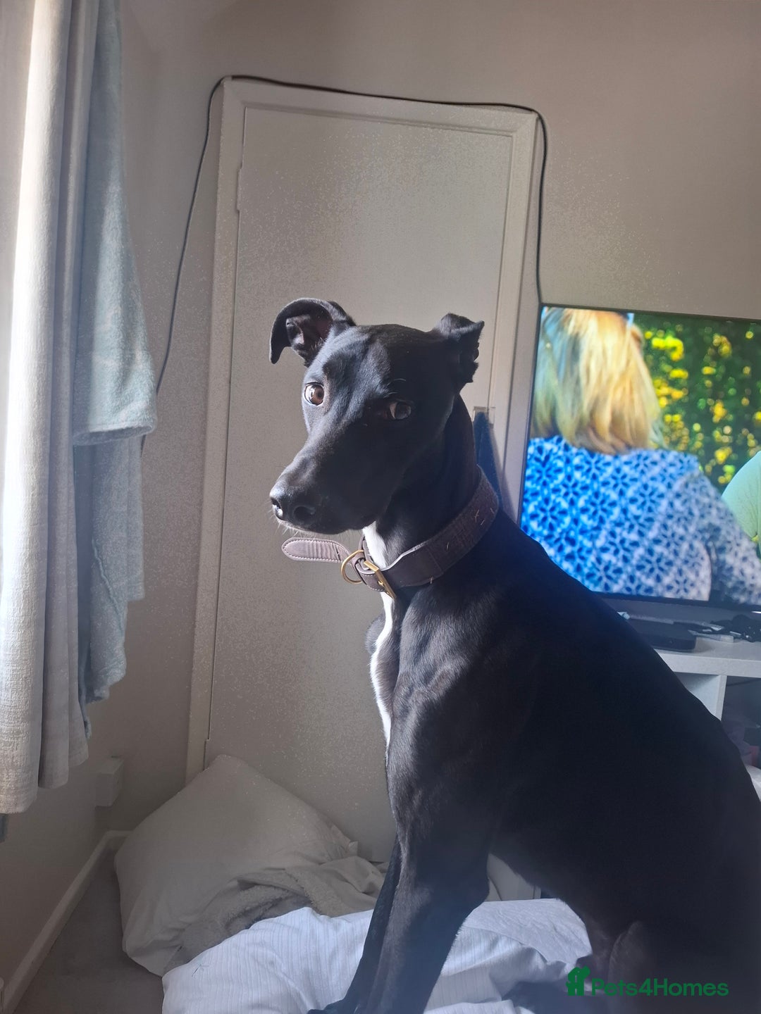 Lurcher dogs for stud: Adorable lurcher for stud - Image 6