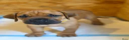 Boerboel dogs for sale: Elite Guard Neema X Spartan Dutch - Advert 10