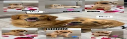 Golden Retriever dogs for sale: Golden retriever puppies  - Advert 1