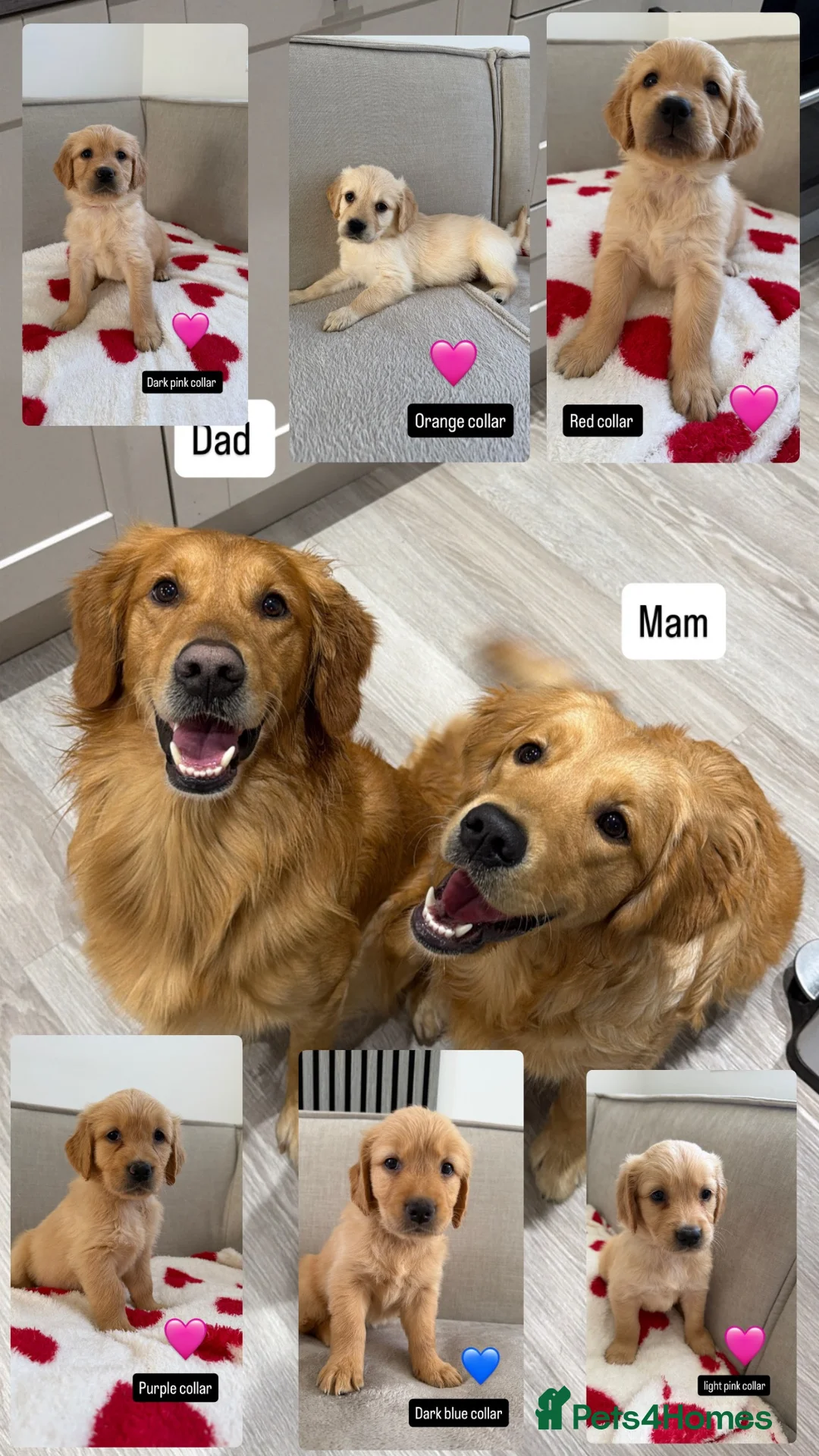 Golden Retriever dogs for sale: Golden retriever puppies  - Advert 1