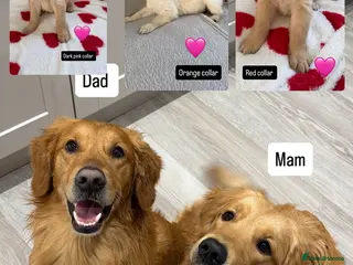Golden Retriever dogs Golden retriever puppies - Advert 13