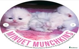Munchkin cats for sale: White Persian Minuet munchkin blue & odd eyes - Image 10