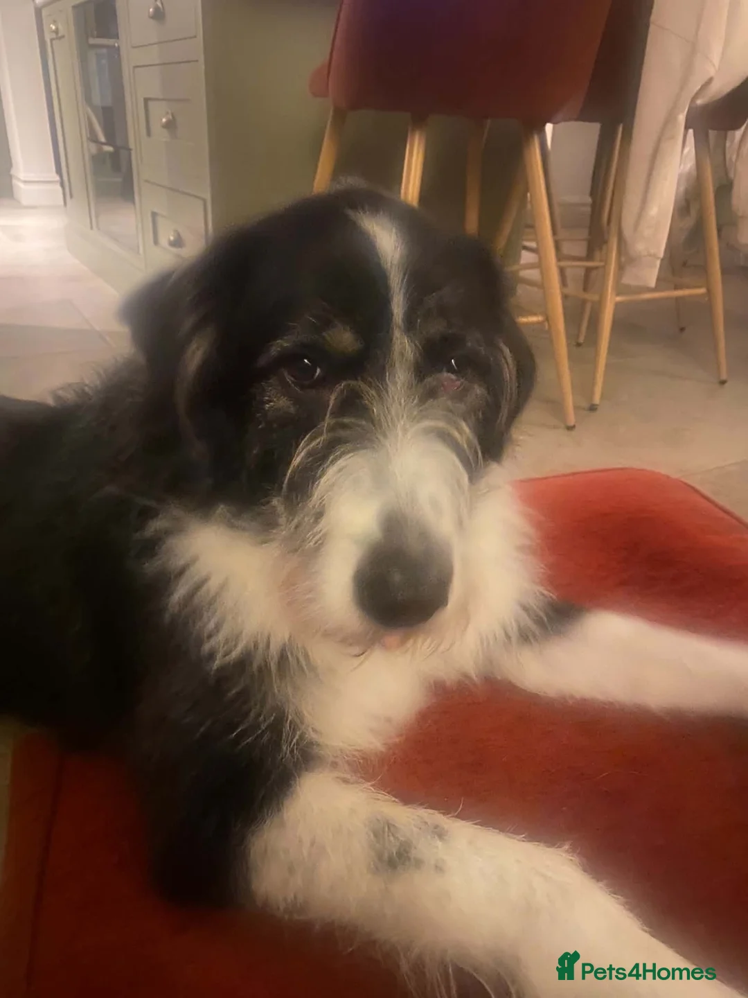 Mixed Breed dogs for adoption: Jessie desperately seeking her special person 💔 in Boston - Advert 1