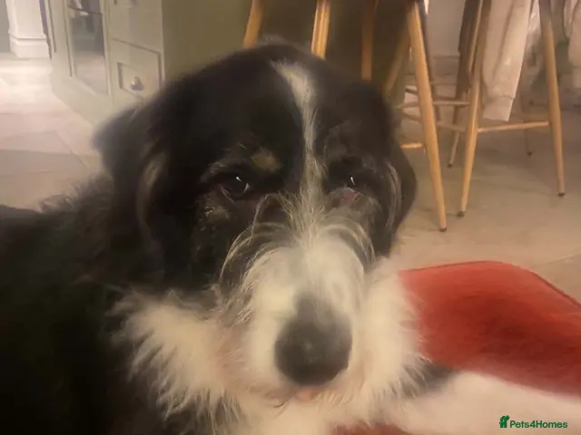 Mixed Breed dogs for adoption: Jessie desperately seeking her special person 💔 - Advert 1
