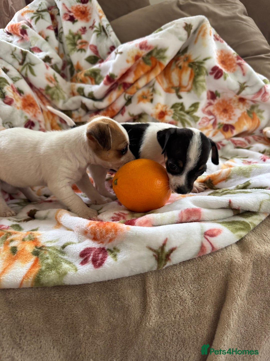 Jack Russell dogs for sale: Tea cup size Jack Russell puppies  - Image 3