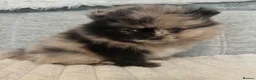 Pomeranian dogs for sale: Rare split face Merle teddy Pom puppy - READY NOW in Kingswinford - Advert 8