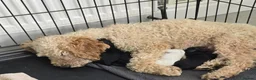 Cockapoo dogs for sale: Cockapoo puppies  in Dartford - Advert 12