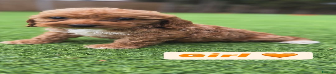 Cockapoo Puppy 2