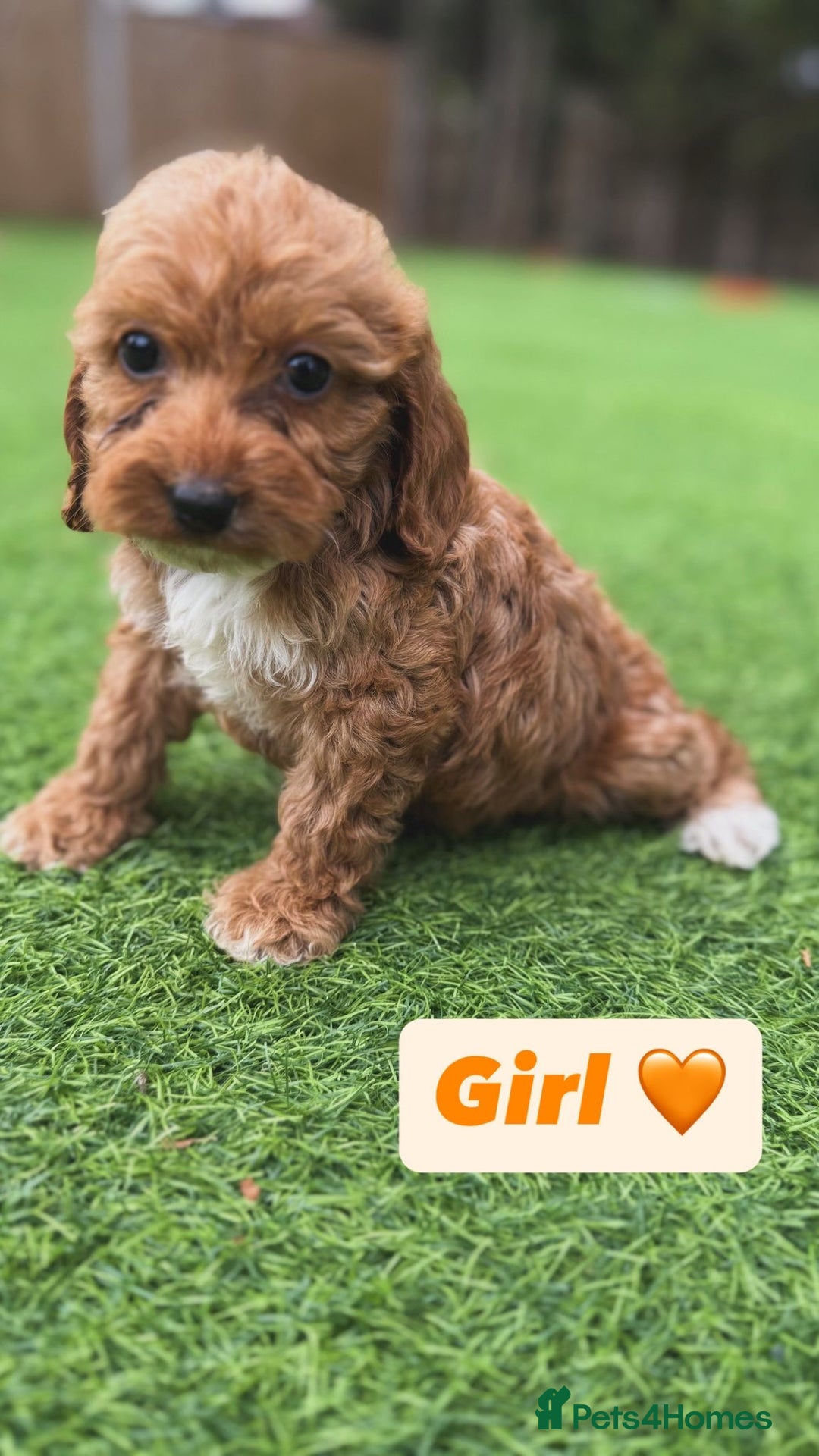 Cockapoo dogs for sale: 1 female cockapoo puppy available 🐶  - Image 6