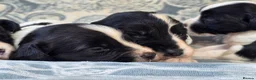 English Springer Spaniel dogs for sale: springer spaniel litter. 2 AVAILABLE  - Advert 24
