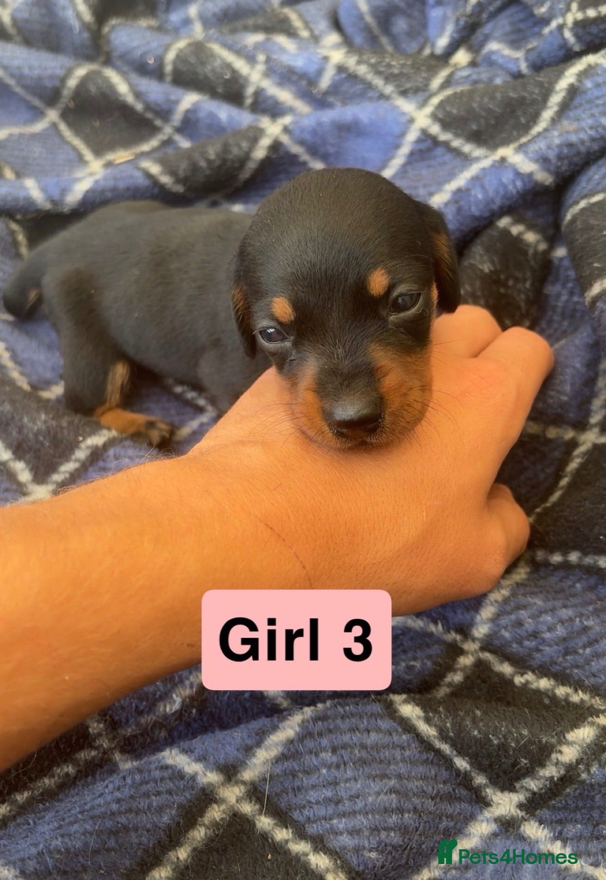 Dachshund dogs Dachound pups miniature  - Advert 11