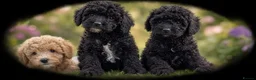 Miniature Poodle dogs for sale: health tested clear,🐩 purebred poodles - Advert 6