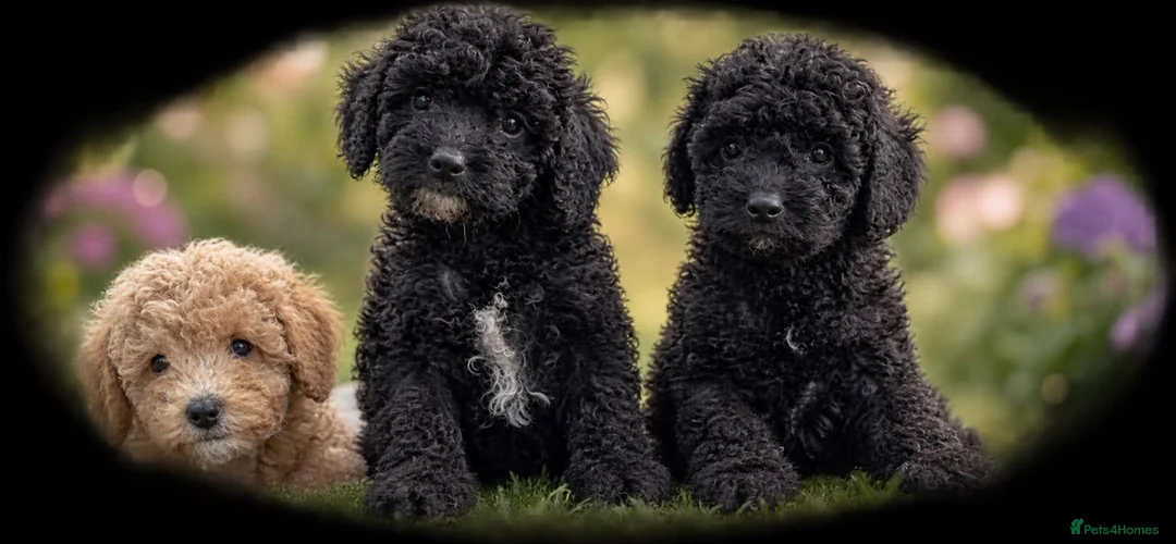 Miniature Poodle dogs for sale: health tested clear,🐩 purebred poodles - Advert 6