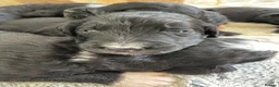 Bernedoodle dogs for sale: STUNNING DNA CLEAR BERNEDOODLES  - Advert 9