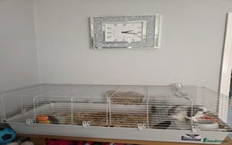 Mini Lop rabbits for sale: 2 mini lop ears rabbits and indoor hutch for sale - Image 3